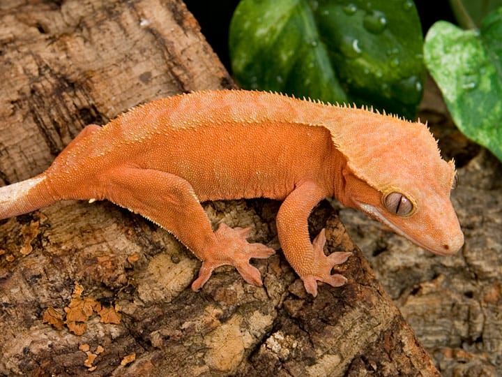 Crested Gecko Rhacodactylus Ciliatus Facts And Pictures Crested Gecko Rhacodactylus Ciliatus Facts And Pictures