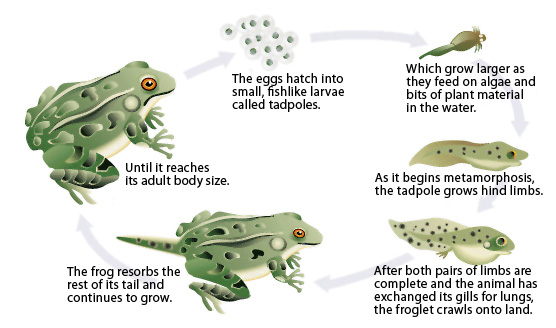 The Life Cycle Of Amphibians Lesson Plans