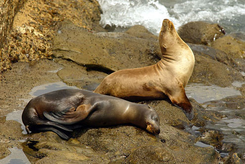 Mammals - Facts, Characteristics, Anatomy and Pictures