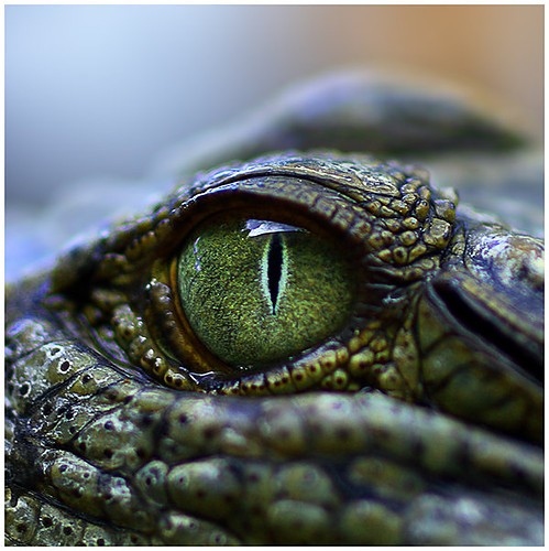 Reptiles - Facts, Characteristics, Anatomy and Pictures