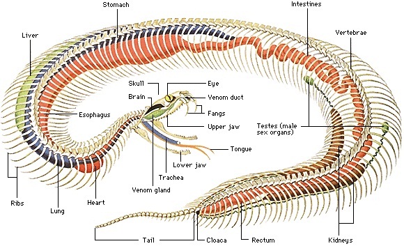 Reptiles - Facts, Characteristics, Anatomy and Pictures