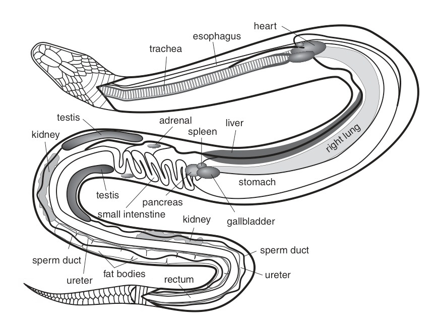 Reptiles - Facts, Characteristics, Anatomy and Pictures