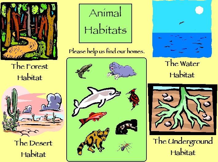 Animal animal elementary  Picture Habitats worksheets