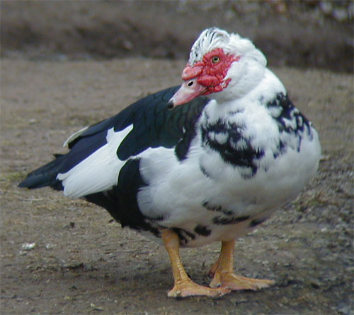 All 104+ Images black and white duck with red beak Completed