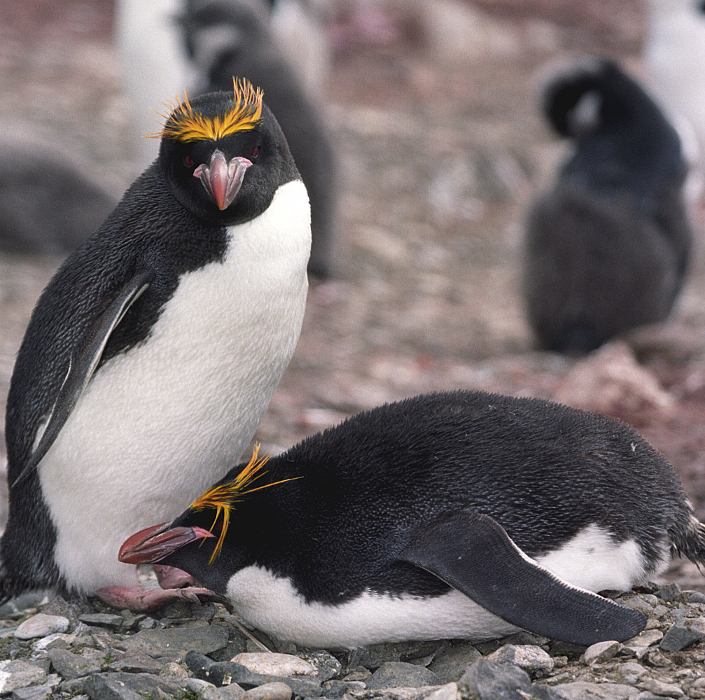 macaroni-penguin-facts-habitat-diet-pictures-videos