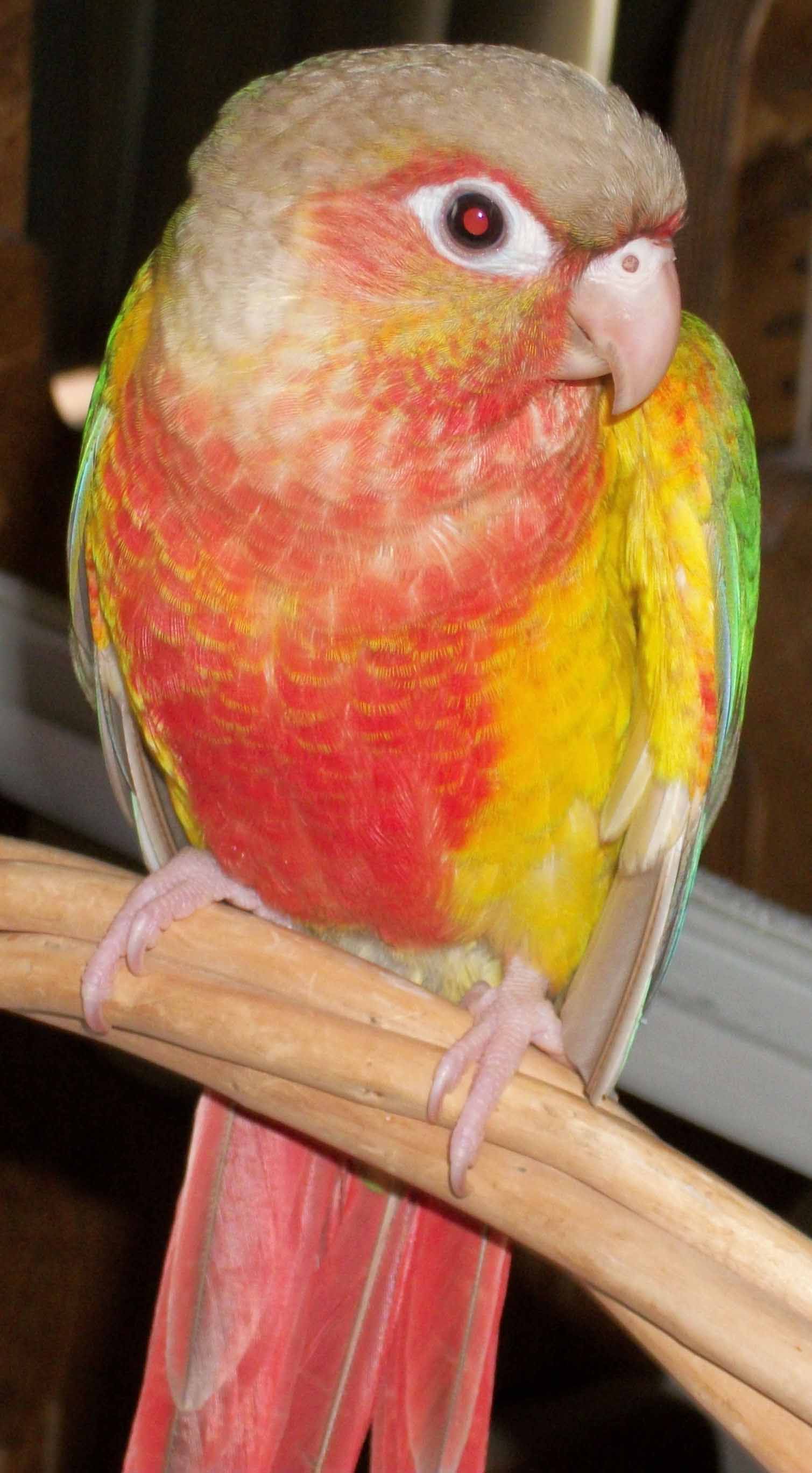 Green-Cheeked Conure Facts, Habitat, Diet, Adaptations, Pictures