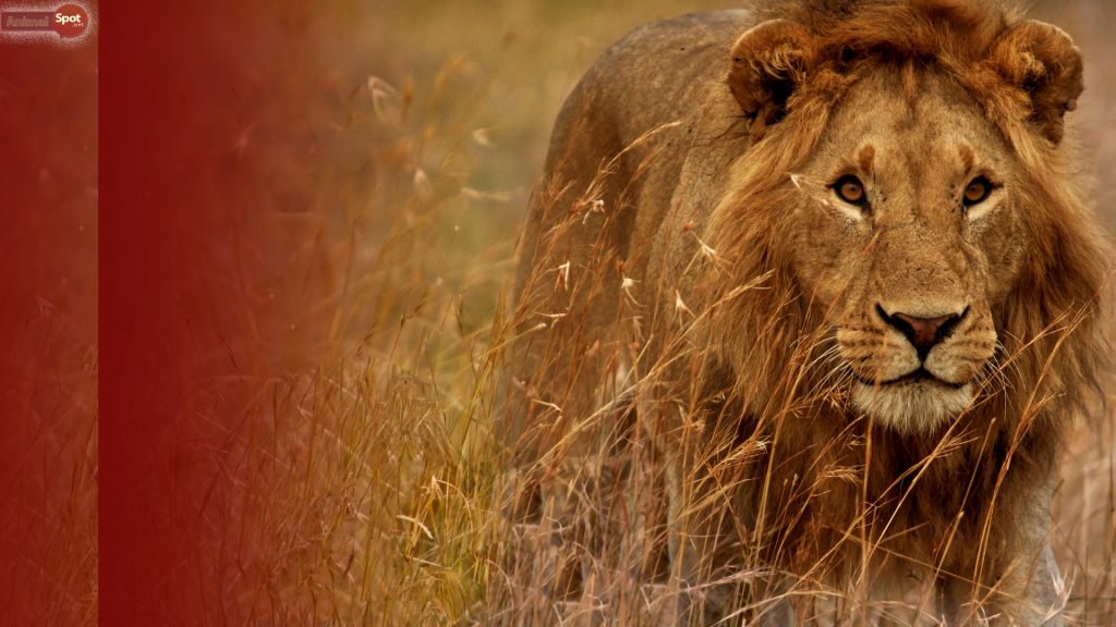 Lion Wallpapers – Animal Spot