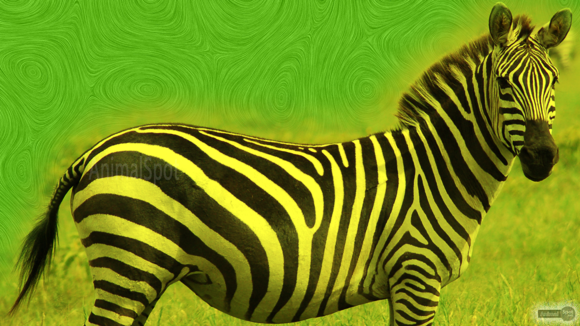 Zebra Wallpapers – Animal Spot