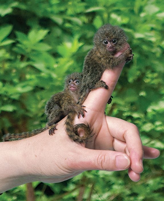 http://www.animalspot.net/wp-content/uploads/2014/09/Pygmy-Marmosets.jpg