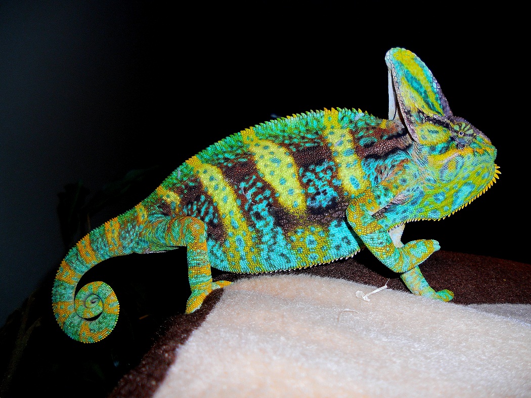 Veiled Chameleon Facts, Habitat, Diet, Baby, Pet Care, Pictures