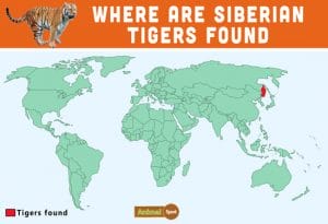 Siberian Tiger Facts, Cubs, Habitat, Diet, Adaptations, Pictures