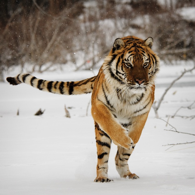 What are some Bengal tiger adaptations?