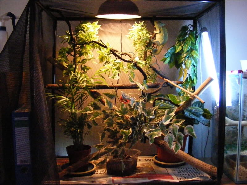 Veiled Chameleon Facts, Habitat, Diet, Baby, Pet Care, Pictures