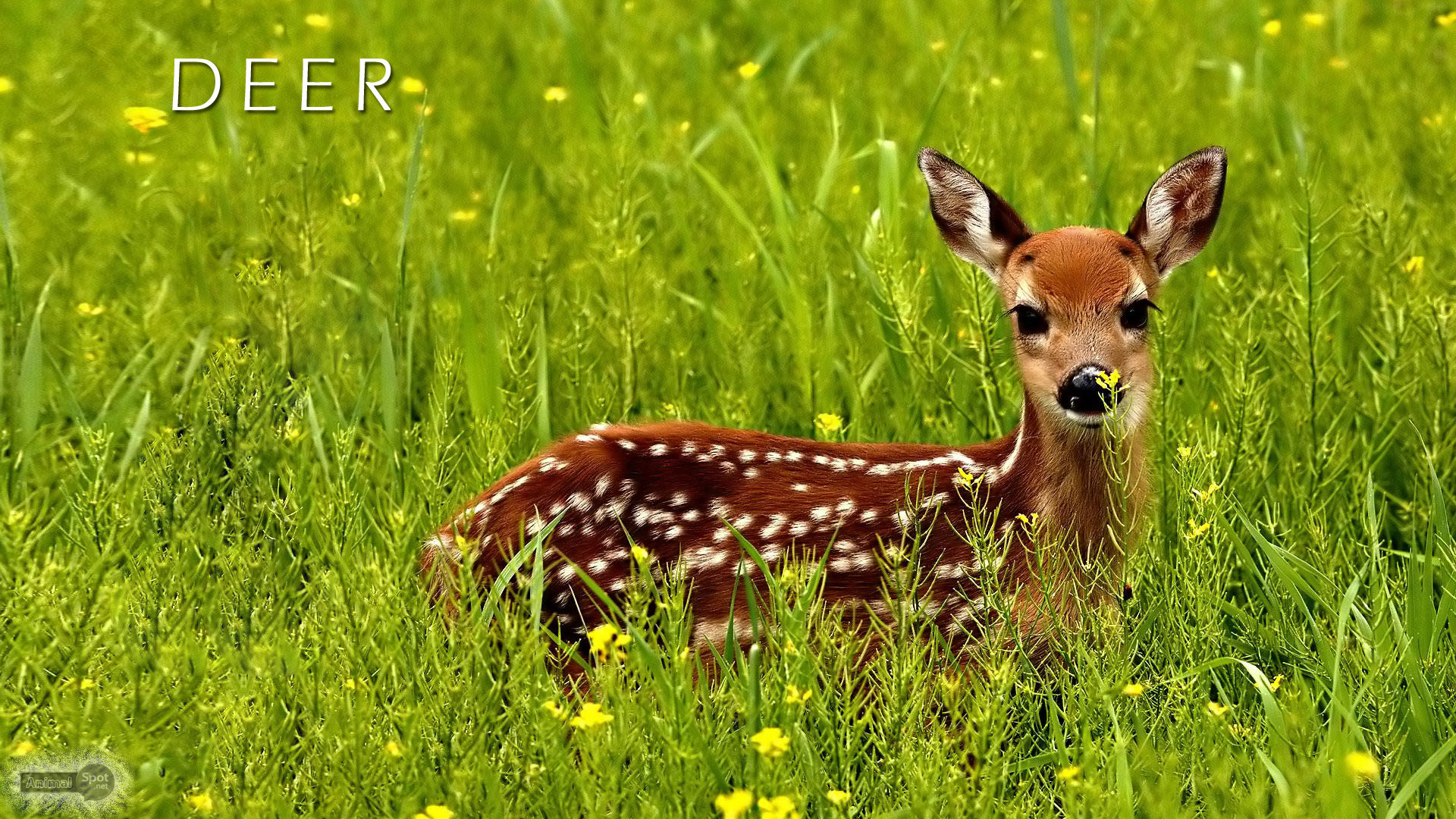 Deer Wallpapers Animal Spot HD Wallpapers Download Free Images Wallpaper [wallpaper981.blogspot.com]