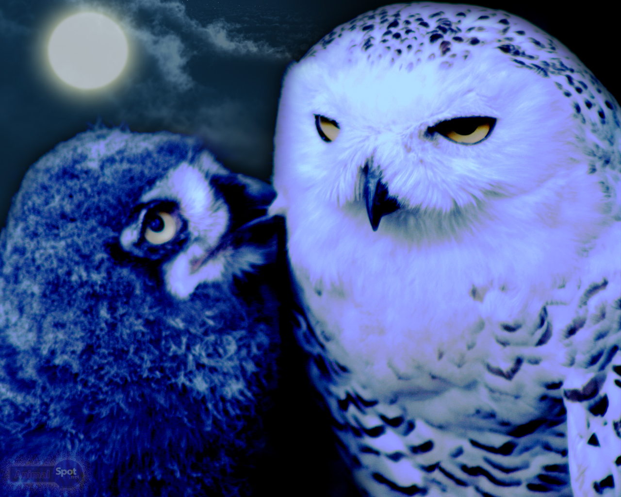 Owl Wallpapers \u2013 Animal Spot