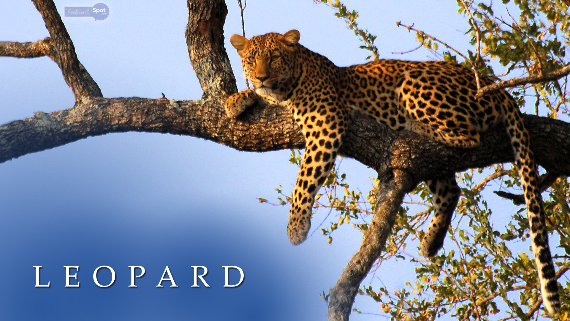 Leopard Wallpapers – Animal Spot