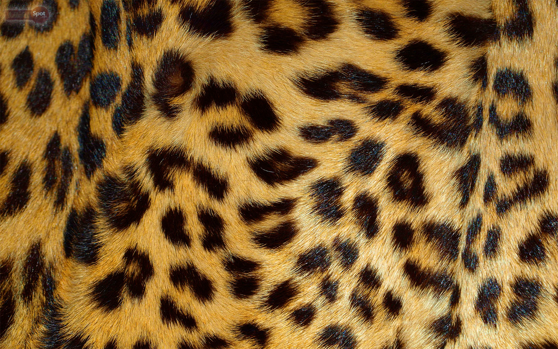 Leopard Wallpapers – Animal Spot