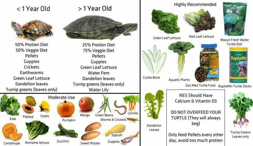 Red Eared Slider Size Chart