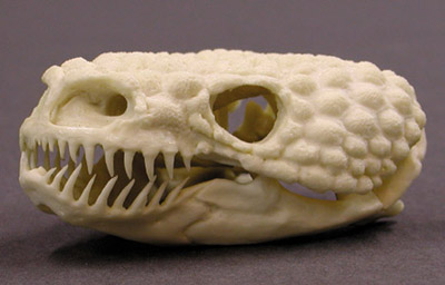 The Ten Most Metal Animal Skulls