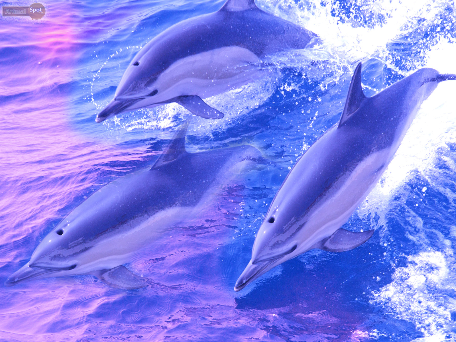 Dolphin Wallpapers Animal Spot HD Wallpapers Download Free Images Wallpaper [wallpaper981.blogspot.com]