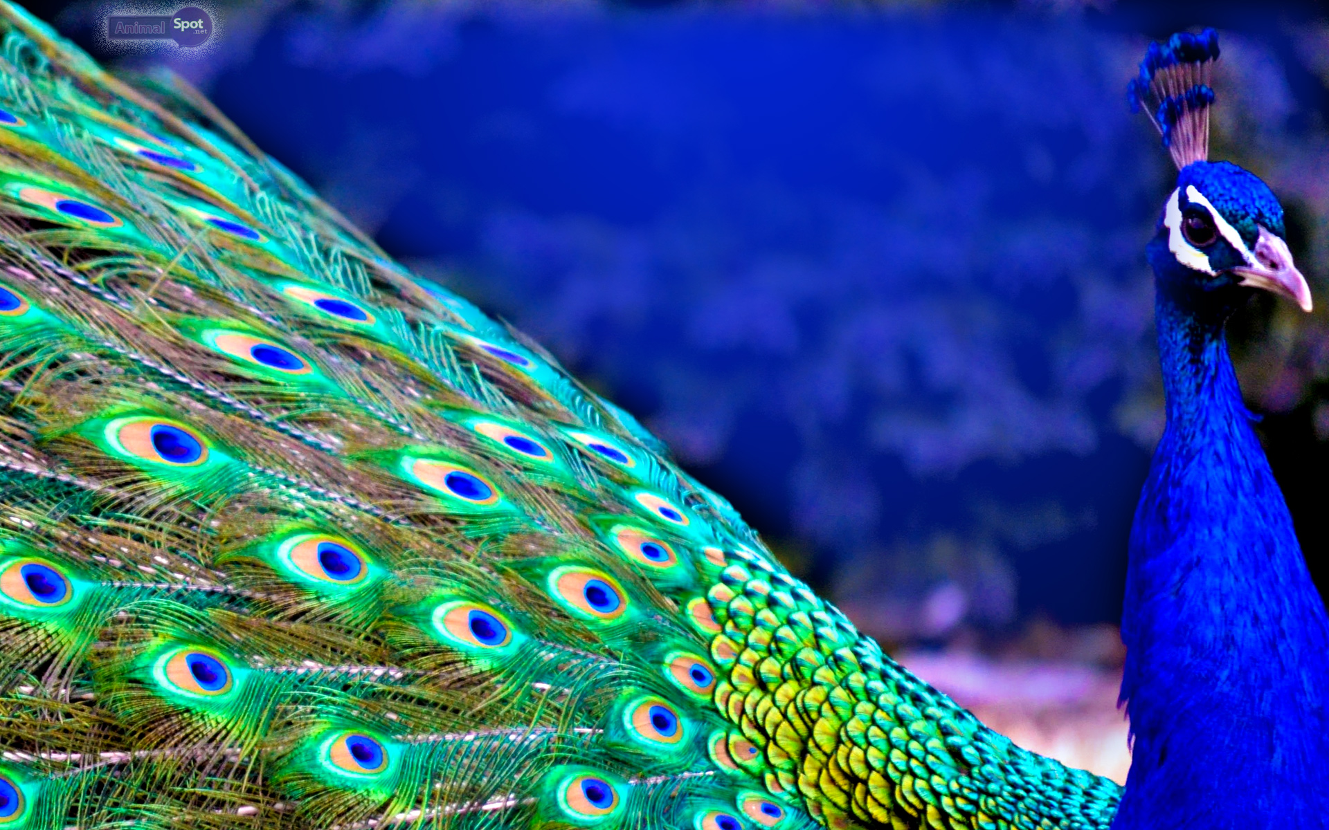 Peacock Feather Desktop Wallpaper
