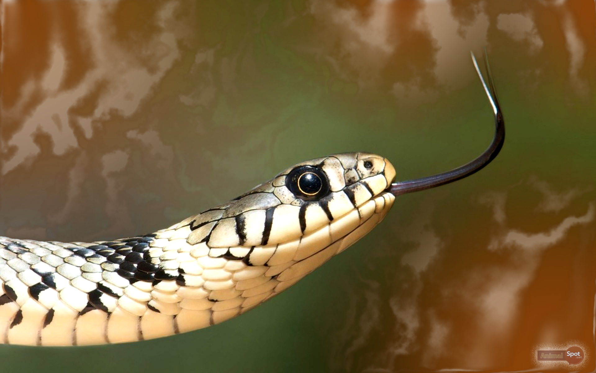 snake background snake desktop wallpaper snake eyes wallpaper snake ...