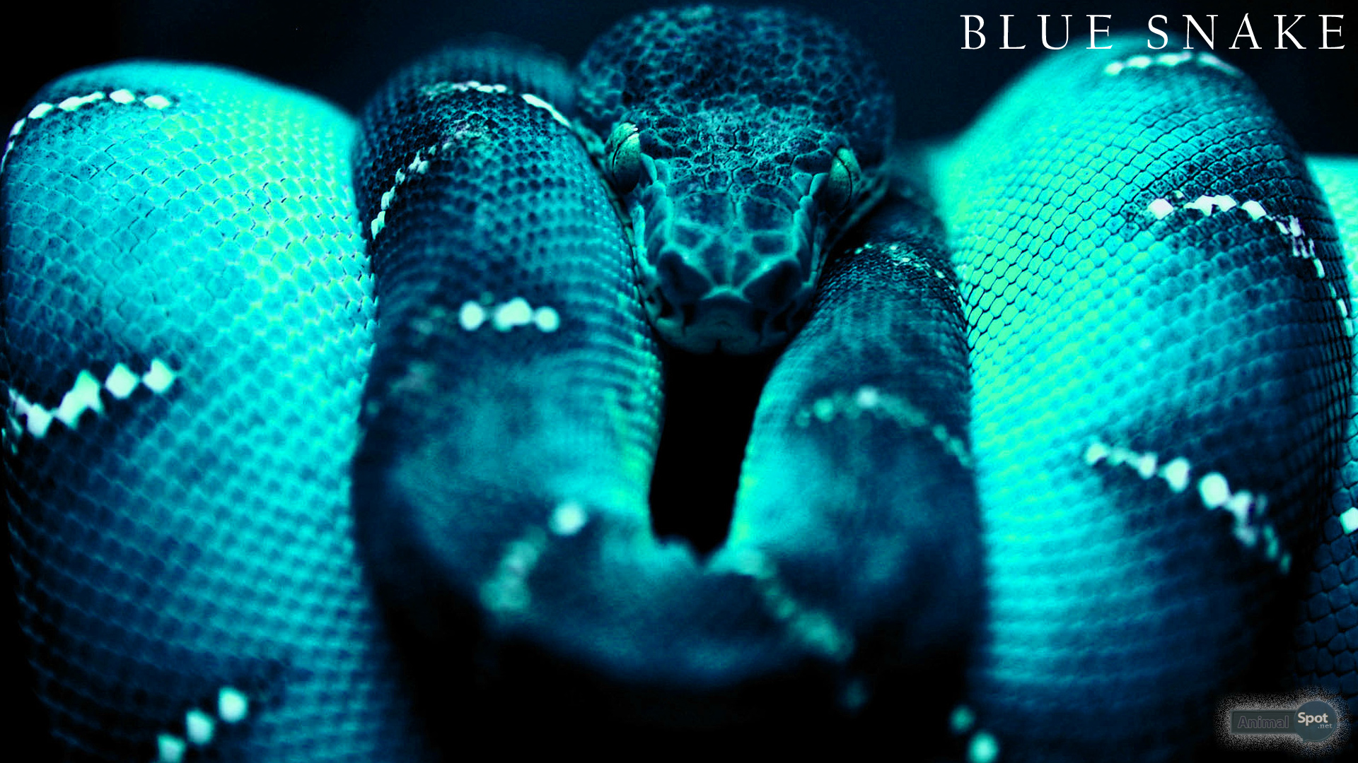 Snake Wallpapers Animal Spot HD Wallpapers Download Free Images Wallpaper [wallpaper981.blogspot.com]
