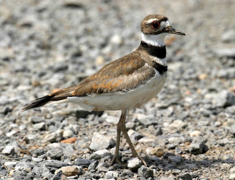 Killdeer Bird Facts, Habitat, Eggs, Sounds, Adaptations, Pictures