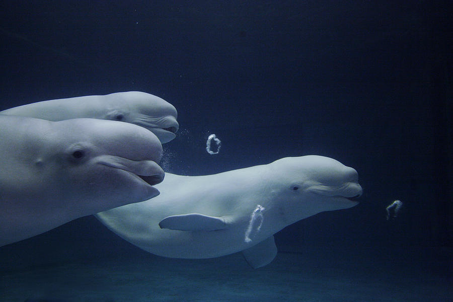 Beluga Whale Facts, Habitat, Sounds, Diet, Baby, Videos ...