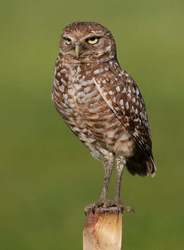 Burrowing Owl Facts, Habitat, Diet, Life Cycle, Baby, Pictures