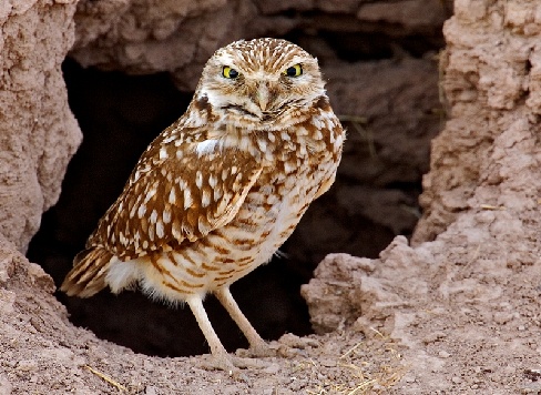 burrowing owl owls facts burrow bird cycle creature feature diet baby habitat eat animalspot
