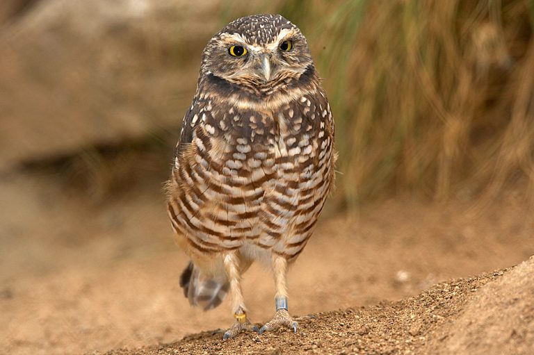 Burrowing Owl Facts, Habitat, Diet, Life Cycle, Baby, Pictures