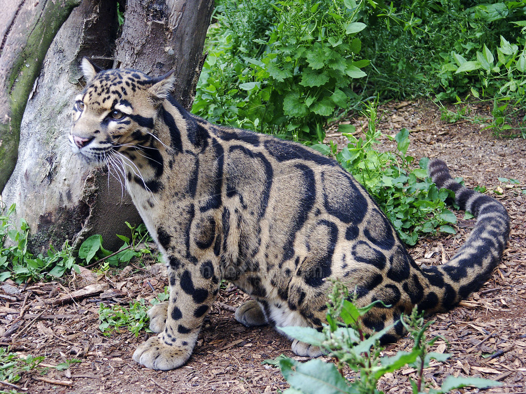 Image result for clouded leopard