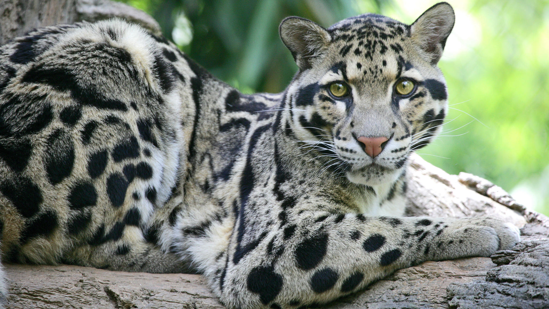Clouded Leopard Information Facts Habitat Adaptations Baby Pictures