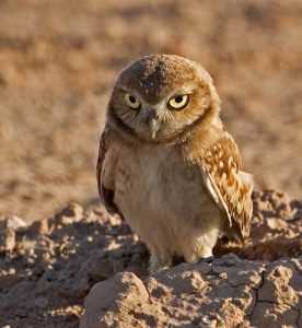 Burrowing Owl Facts, Habitat, Diet, Life Cycle, Baby, Pictures