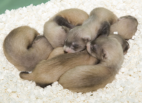 What is the name for a baby ferret?