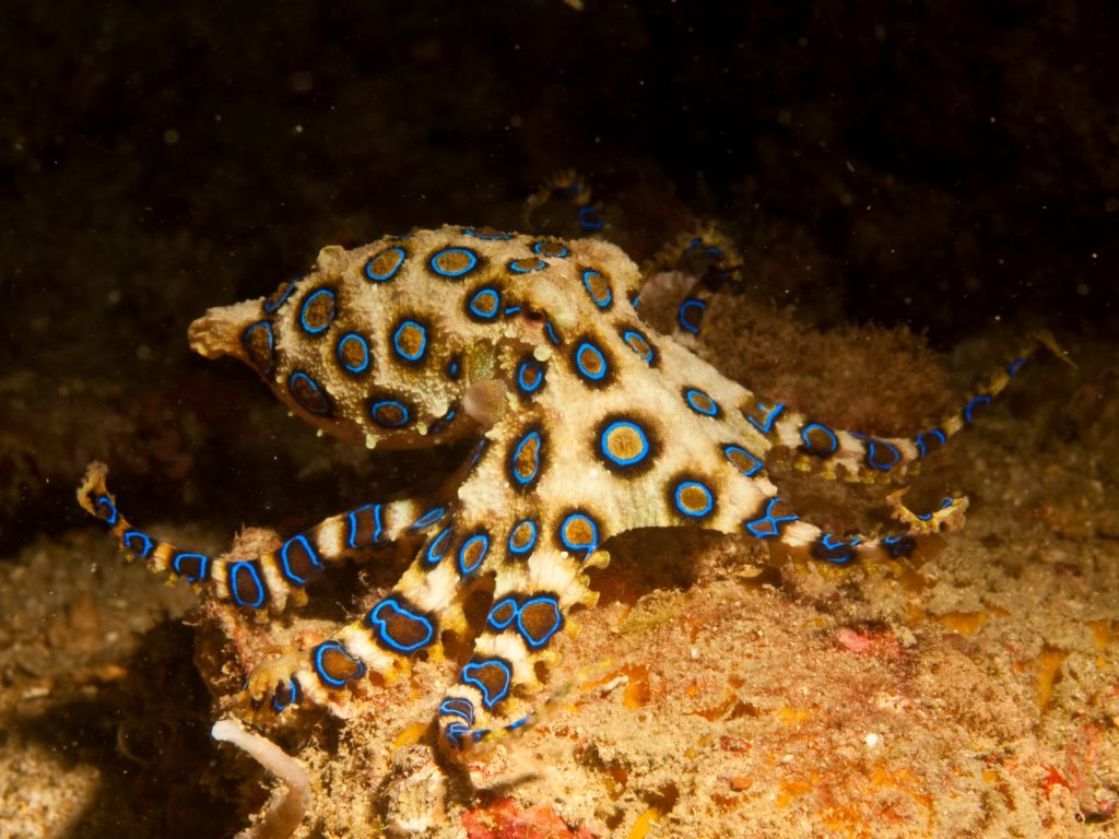BlueRinged Octopus Facts, Habitat, Life Cycle, Venom, Pictures