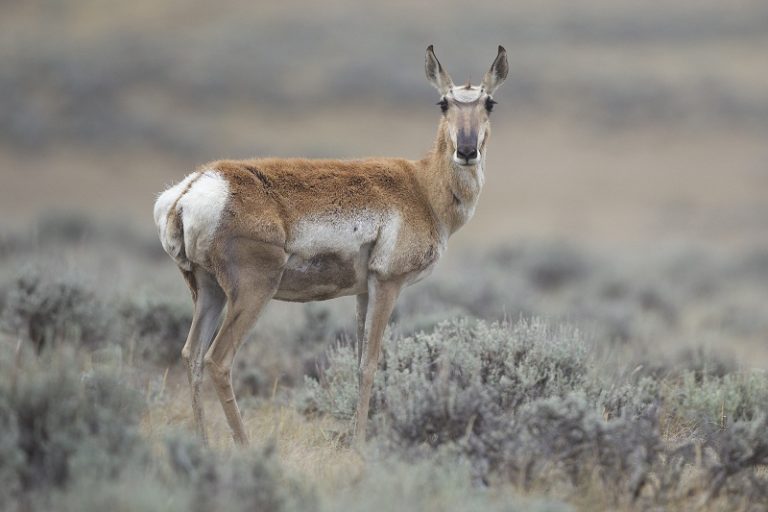 Pronghorn Facts, Habitat, Diet, Life Cycle, Baby, Pictures