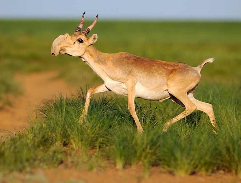 Saiga Antelope Facts Habitat Extinction Life Cycle Baby Pictures