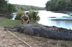 Saltwater Crocodile Size