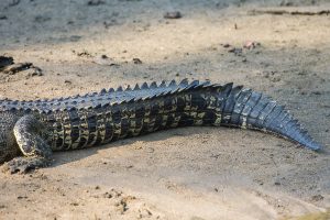 Saltwater Crocodile Tail