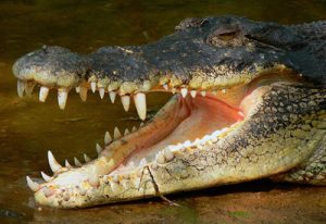 Saltwater Crocodile Teeth