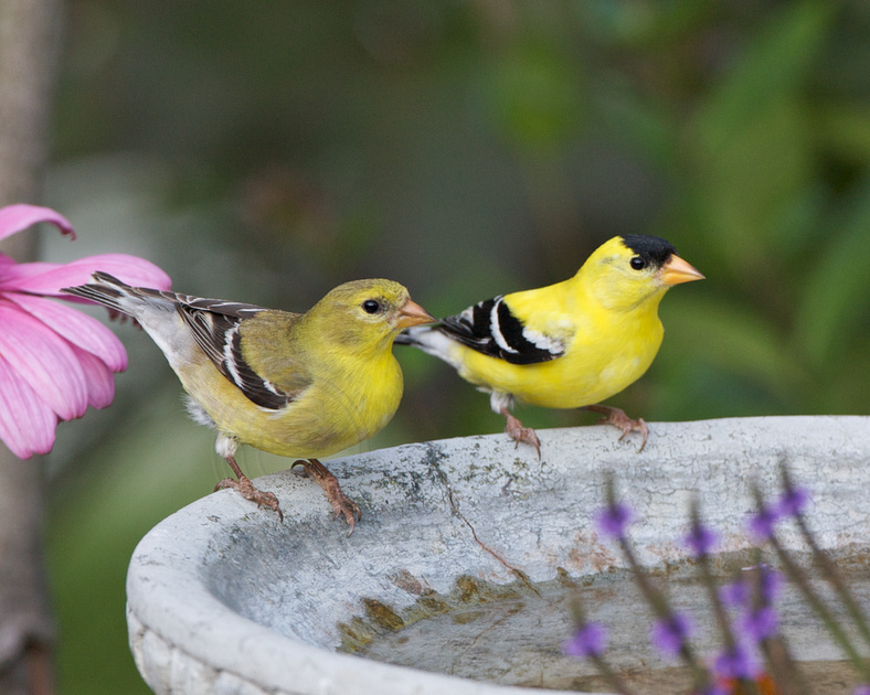 What is the migration pattern of American goldfinches?