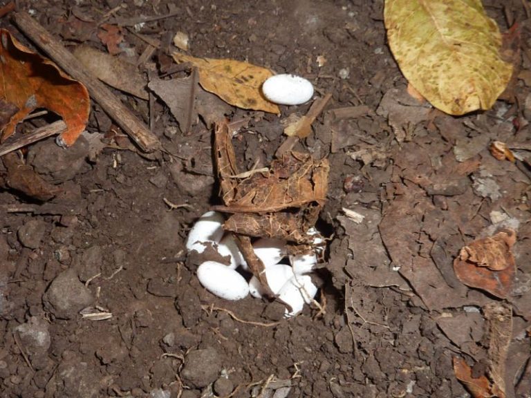 Panther Chameleon Facts, Habitat, Diet, Life Cycle, Baby, Pictures