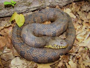 Diamondback Water Snake Photos