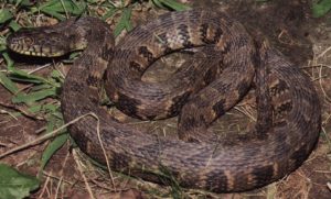 Diamondback Water Snake Pictures