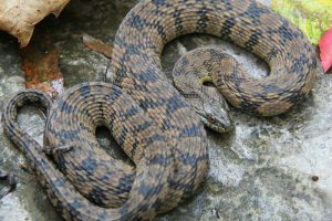 Diamondback Water Snakes