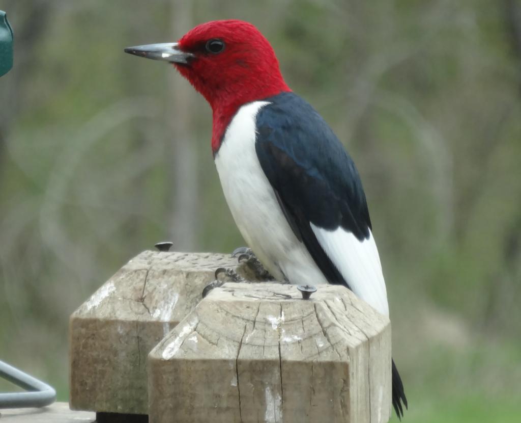 Redhead wood pecker