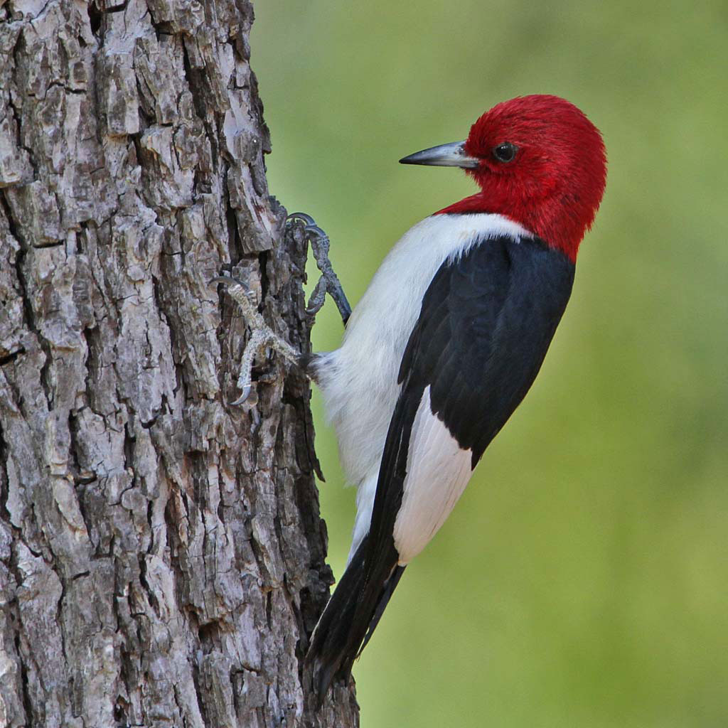 Red-headed Woodpecker Facts, Habitat, Diet, Life Cycle ...
