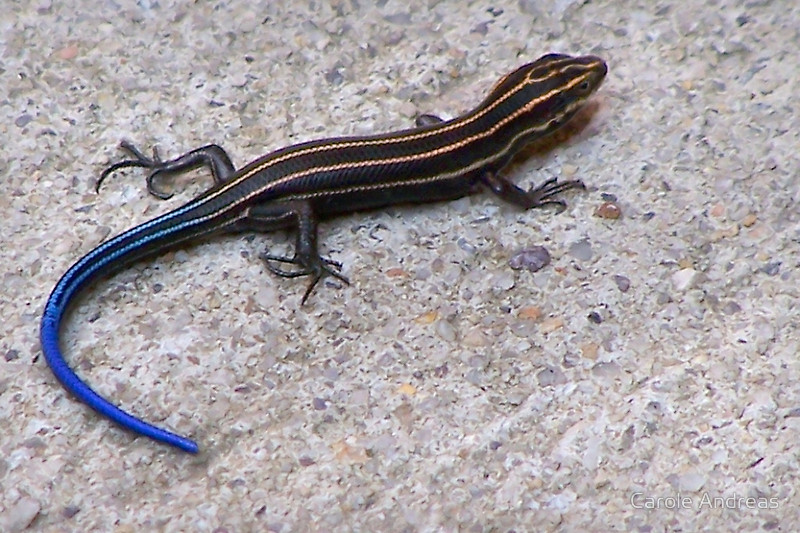 Blue Tailed Skink Facts Habitat Diet Life Cycle Baby Pictures